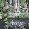 narita shinsho-ji temple turtles