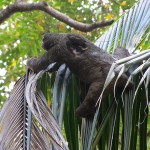 Sloth - Puerto Viejo, Costa Rica