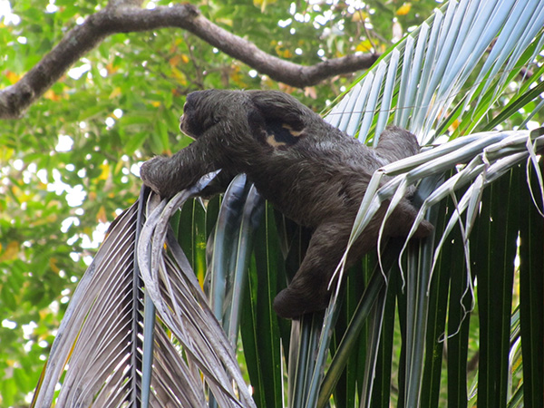 Sloth - Puerto Viejo, Costa Rica
