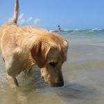 Dog - Playa Chiquita, Costa Rica