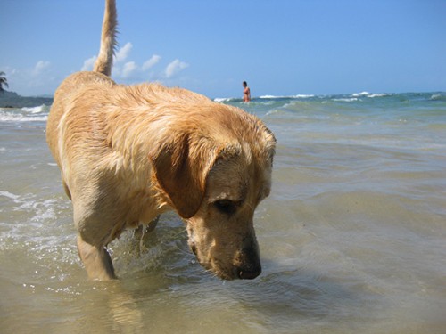 Dog - Playa Chiquita, Costa Rica