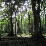 Forest - Puerto Viejo, Costa Rica
