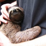 Sloth - Jaguar Rescue Center