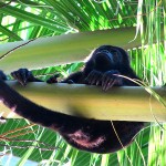 Howler Monkey - Manzanillo, Costa Rica