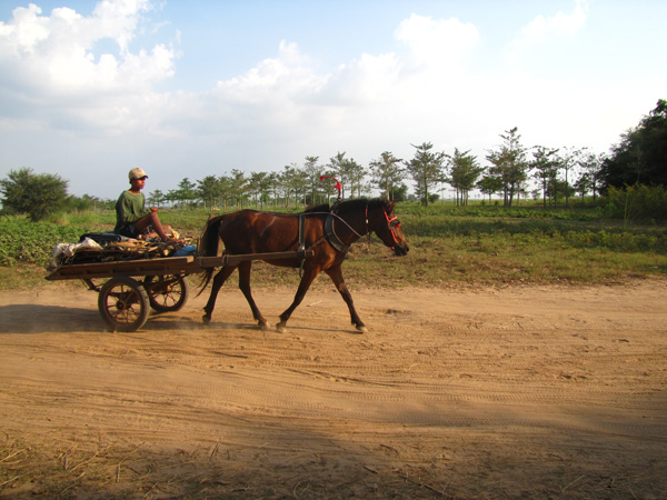 Horsecart - Mekong River, Kampong Cham, Cambodia