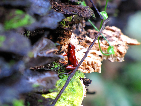 Red Frog - Gandoca-Manzanillo Wildlife Reserve
