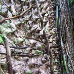 Spiked Tree - Gandoca-Manzanillo Wildlife Reserve