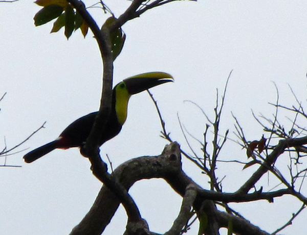 Toucan - Manzanillo, Costa Rica