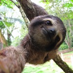 Sloth - Jaguar Rescue Center