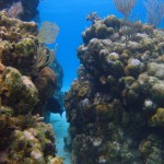 Scuba Diving West Bay Roatan