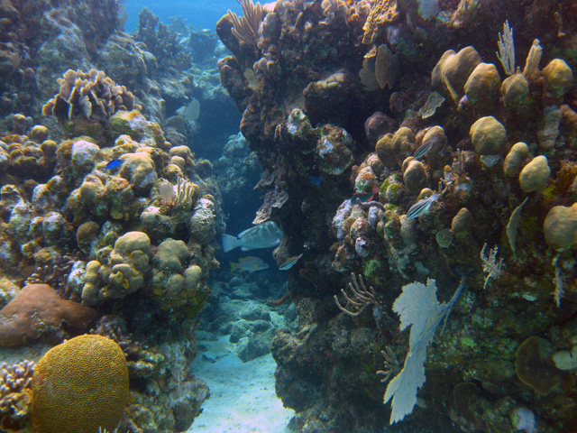 Scuba Diving West Bay Roatan