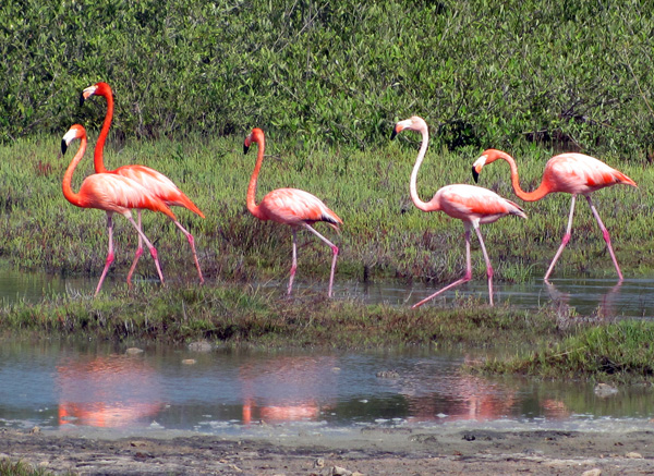 Flamingos - Bonaire