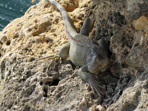 Bonaire iguana