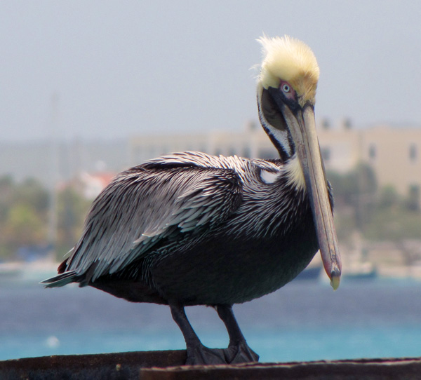 Pelican - Kralendijk, Bonaire