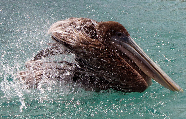 Pelican - Kralendijk, Bonaire
