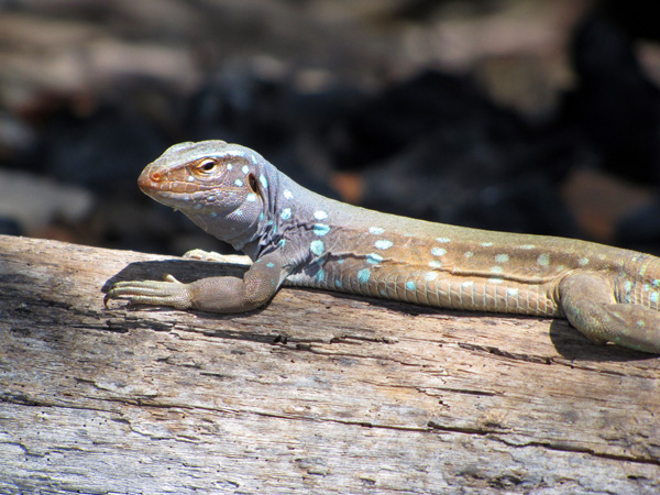 Lizard close-up - Bonaire