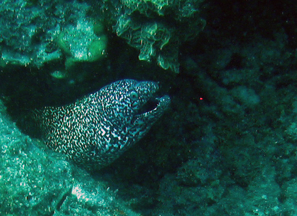 Spotted Moray Eel - Bonaire